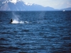 Park Narodowy Kenai Fjords w południowej Alasce, 21 VI 2008