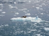 Park Narodowy Kenai Fjords w południowej Alasce, 21 VI 2008