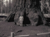 Sekwoja olbrzymia Generał Grant, drugie największe drzewo na świecie, Park Narodowy Kings Canyon w Kaliforni, 28-29 VI 2008