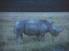 Nosorożec, Park Narodowy Nakuru, Kenia II 2002
