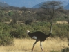 Struś afrykański, Park Narodowy Samburu, Kenia II 2002