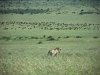 Duży kot i bawoły, Park Narodowy Masai, II 2012