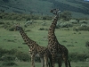 Żyrafy, Park Narodowy Masai, Kenia II 2012
