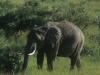 Słoń afrykański, Park Narodowy Masai, Kenia II 2012