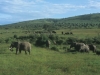 Stado słoni, Park Narodowy Masai, Kenia II 2012
