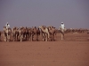 Targ wielbłądów, Chartum w Sudanie, VIII 2005