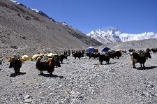 Jaki gotowane do drogi do Advance Base Camp, Base Camp 22 IV 2012, fot. Bartlomiej Wroblewski