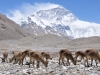 Dolina Rongbuk, 9.05.2014, fot.B.Wroblewski