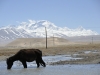 Widok na Cho Oyu, Tingri 16 IV 2012