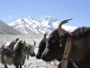 Jaki, Everest Base Camp 18 IV 2012