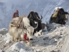 Droga z Lobuche do bazy pod Everestem, 15 IV 2013, fot. B.Wroblewski