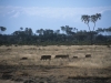 Guźce, Park Narodowy Samburu, Kenia II 2002