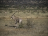 Oryks, Park Narodowy Samburu, Kenia II 2002