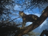 Lampart, Park Narodowy Samburu, Kenia II 2012