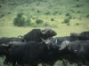 Bawoły, Park Narodowy Masai, Kenia II 2012