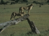 Gepardy, Park Narodowy Masai, Kenia II 2012